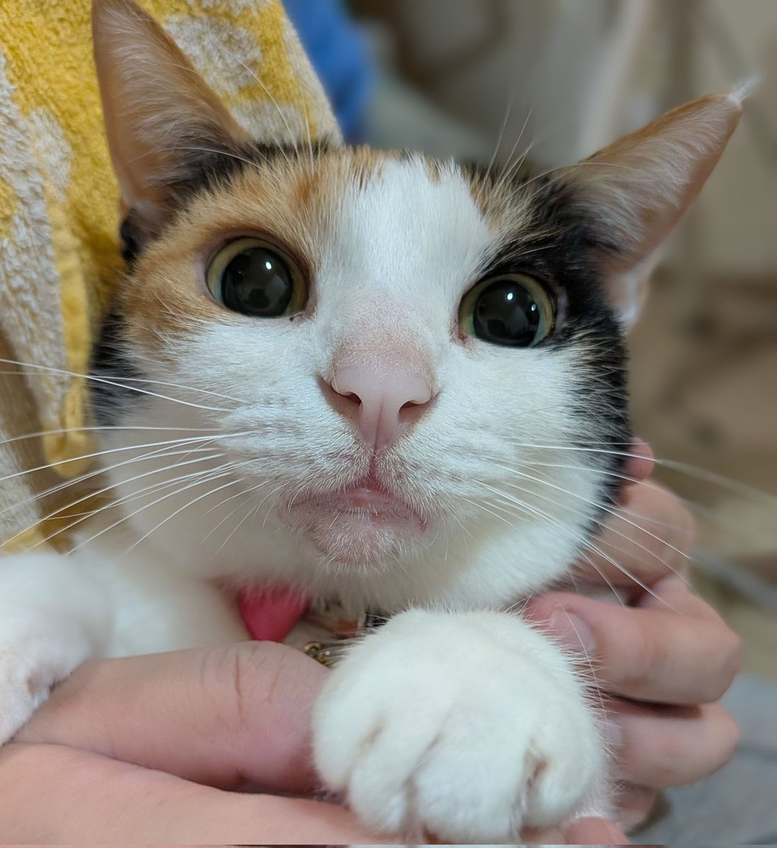 丸い！かわいい！！