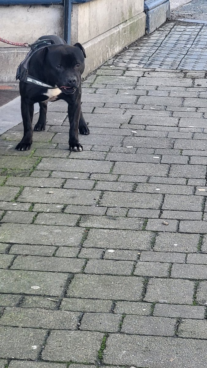 noel60428101's tweet image. #day9
#day10
#day11
#300daysofwalkingcrew 
#100daysofwalking