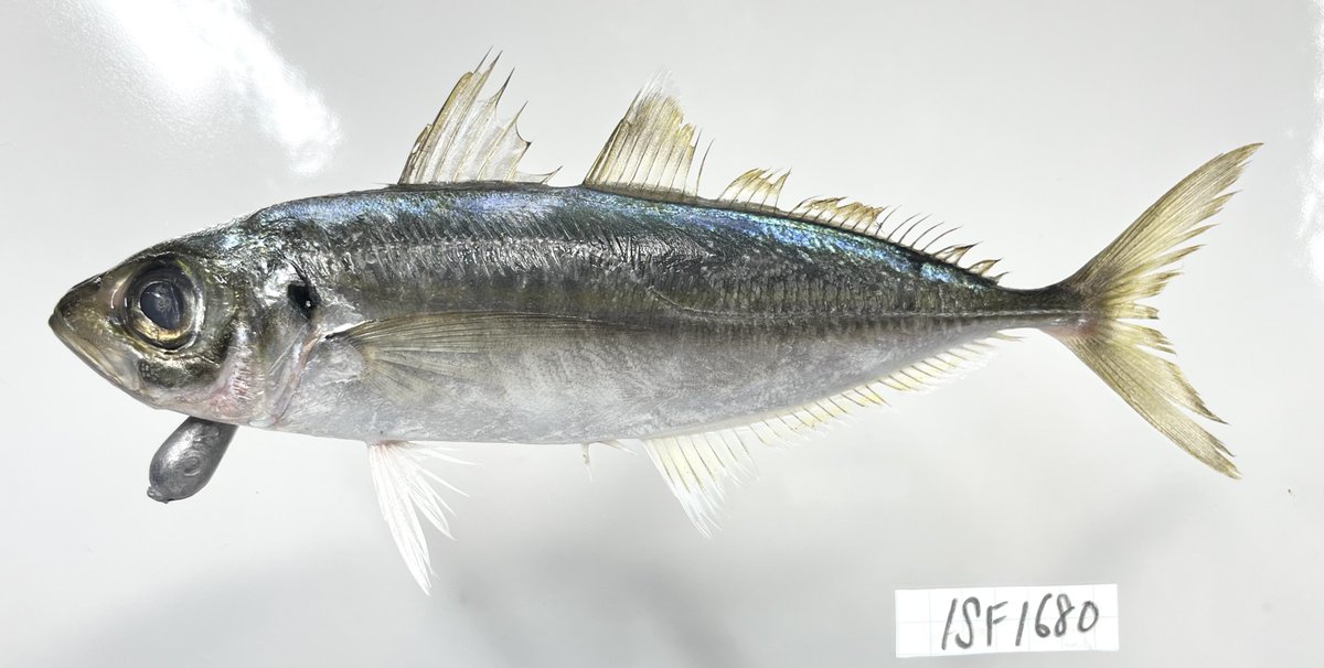 動脈。'26💜🍬🗼 (@scienceheart0) / Posts / X