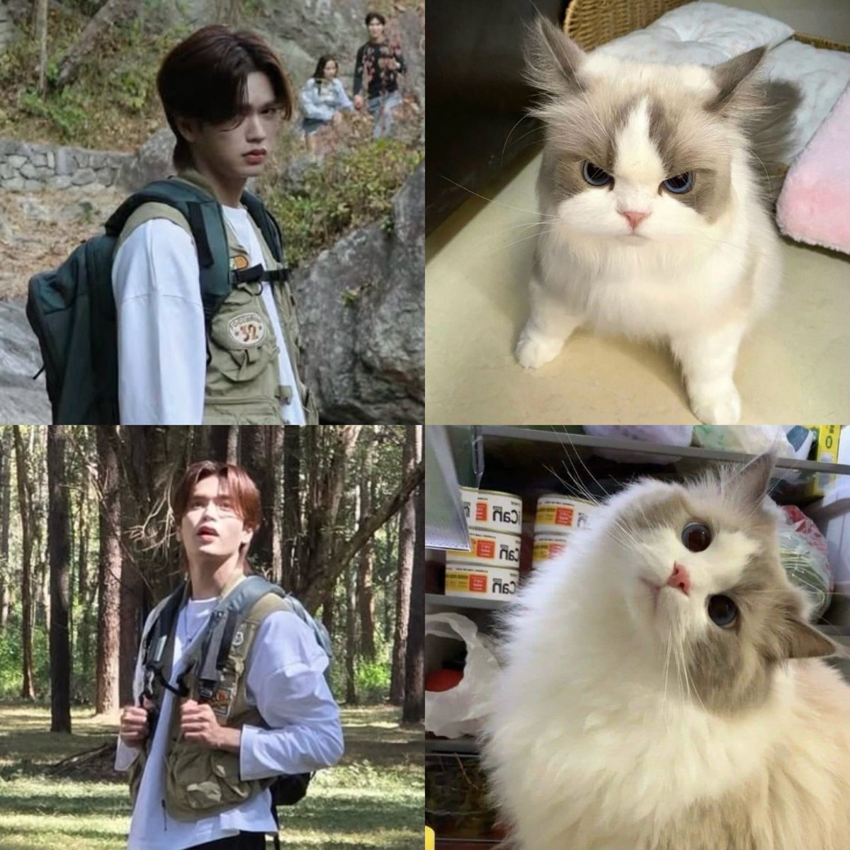 เหมือนเป๊ะ แมวแท้ร้อยเปอเซ็นน้า 💯 

แมว ( แอบ ) วีน 🐱💢 กับ แมวสงสัย 🐱❓

#markjrtn