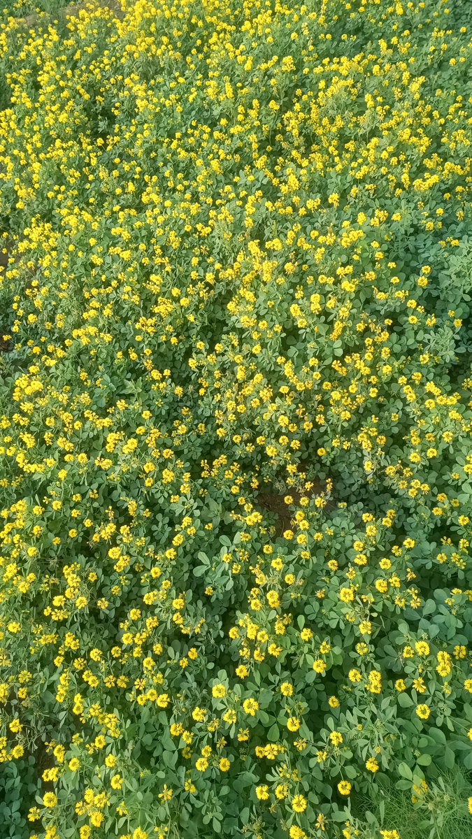 कोई बता सकता है क्या है यह 🤔
#nature