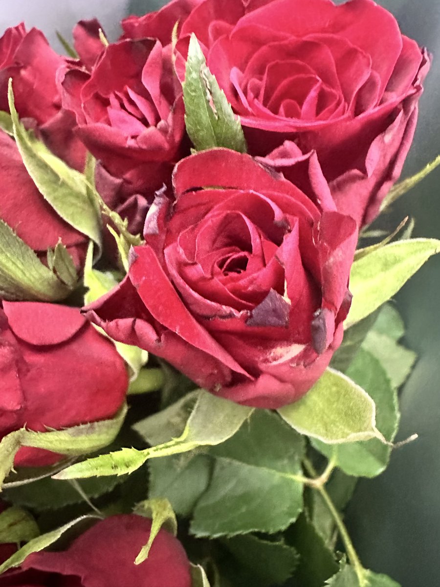 ellymum's tweet photo. @marksandspencer I took delivery of 2xdozen roses today, ordered as a surprise from my partner.Surprise is they’re awful. Black petals, 12 roses in two separate boxes, both the same condition.  Also limp. I would like him to be refunded. Can you DM me. https://t.co/lkkfbKHAJE