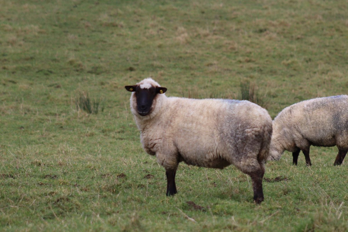 BDuffma's tweet image. #Clare #Burren #100daysofwalking 🟡🔵🖤🤍💚💛  ⚪️⚫️  🐑