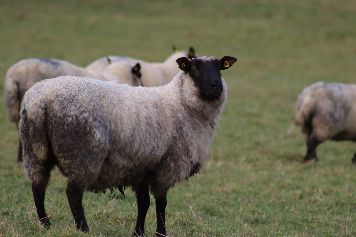 BDuffma's tweet image. #Clare #Burren #100daysofwalking 🟡🔵🖤🤍💚💛  ⚪️⚫️  🐑