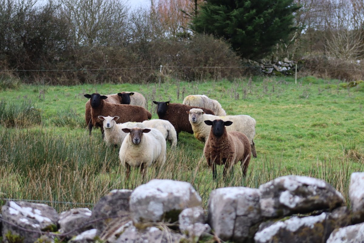 BDuffma's tweet image. #Clare #Burren #100daysofwalking 🟡🔵🖤🤍💚💛  ⚪️⚫️  🐑