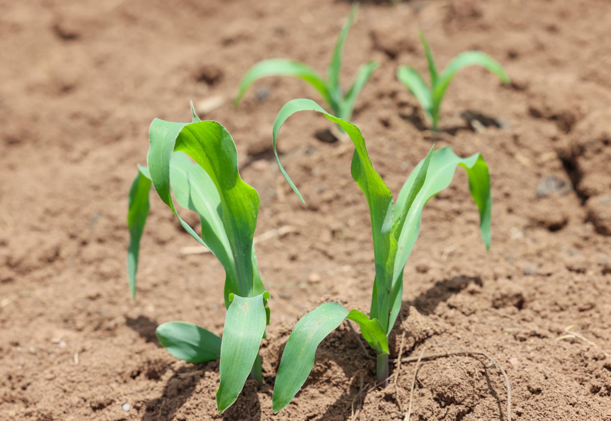 Rwanda Agriculture & Animal Resources Devpt Board tweet media