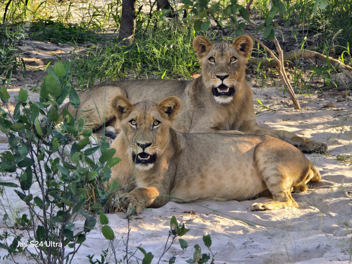 Sense of Africa Botswana tweet media