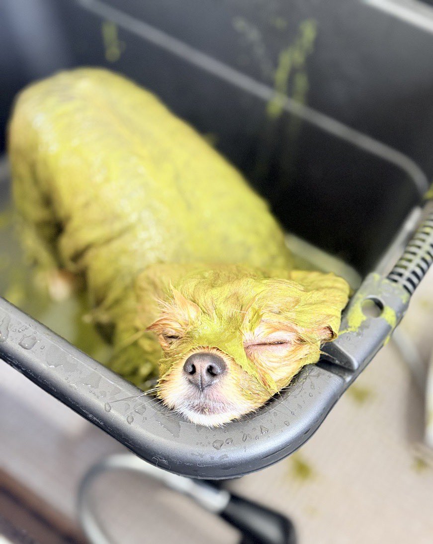 URI( ˊ̱˂˃ˋ̱ )🍊Level Ⅳ tweet media