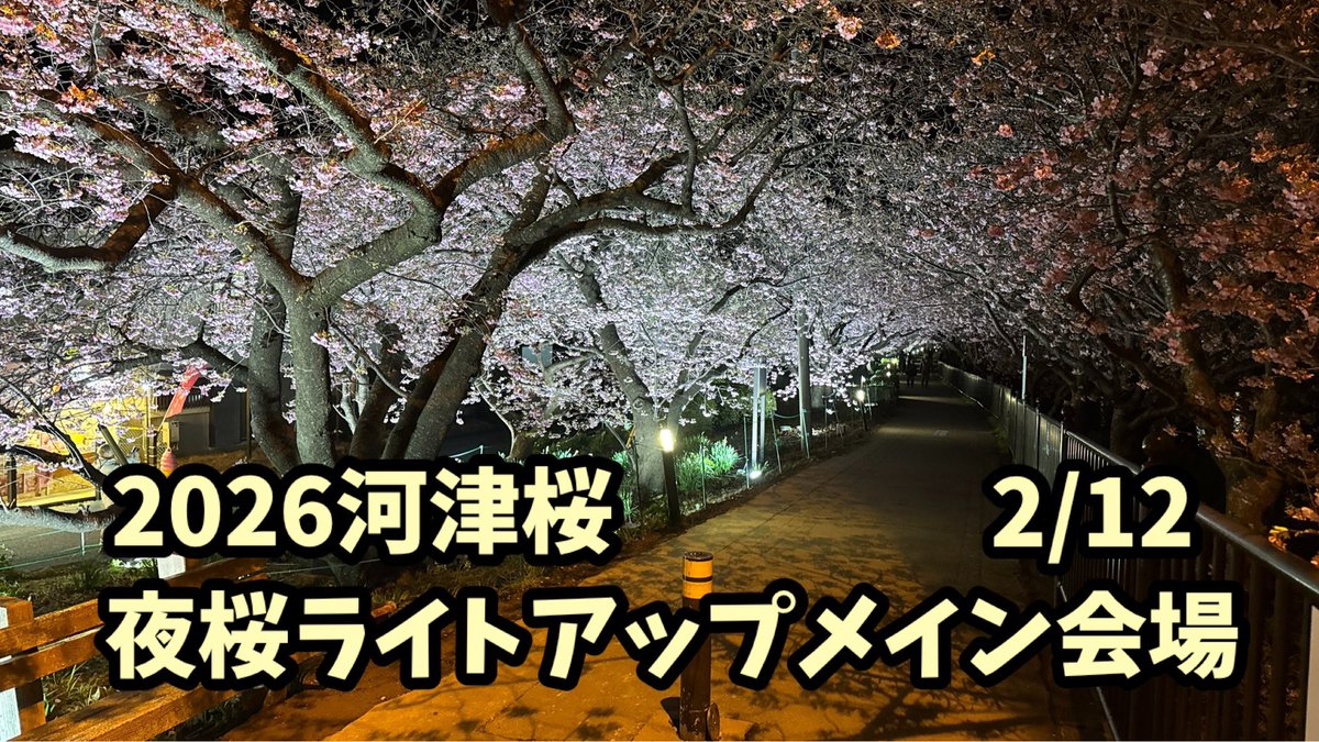 2026河津桜】 2/12 夜桜ライトアップ メイン会場 おすすめスポット