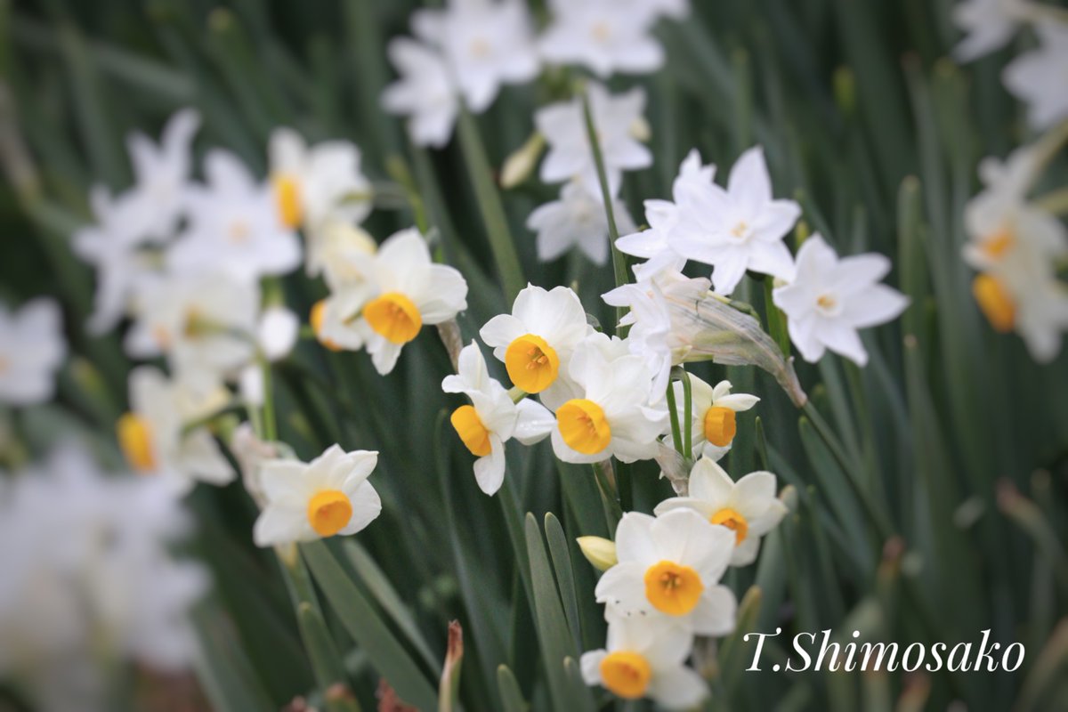 Flower Photo Club Community on X - 4.5K Members