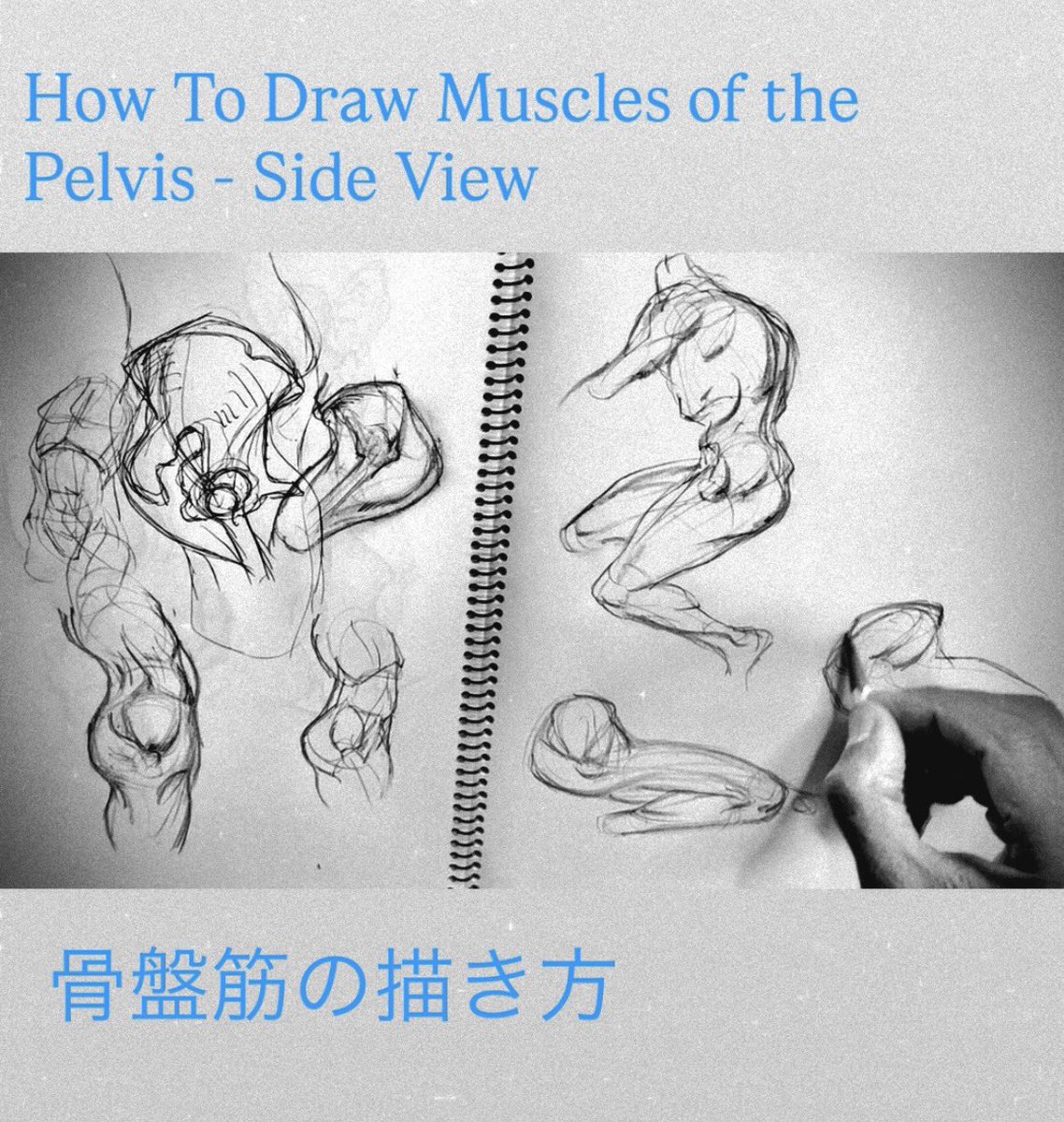 Ki_Innis's tweet photo. 骨盤筋の描き方. - How to draw pelvic muscles #kicstudio
https://t.co/83z6kKplv9 https://t.co/DEvT3Q0Qi4