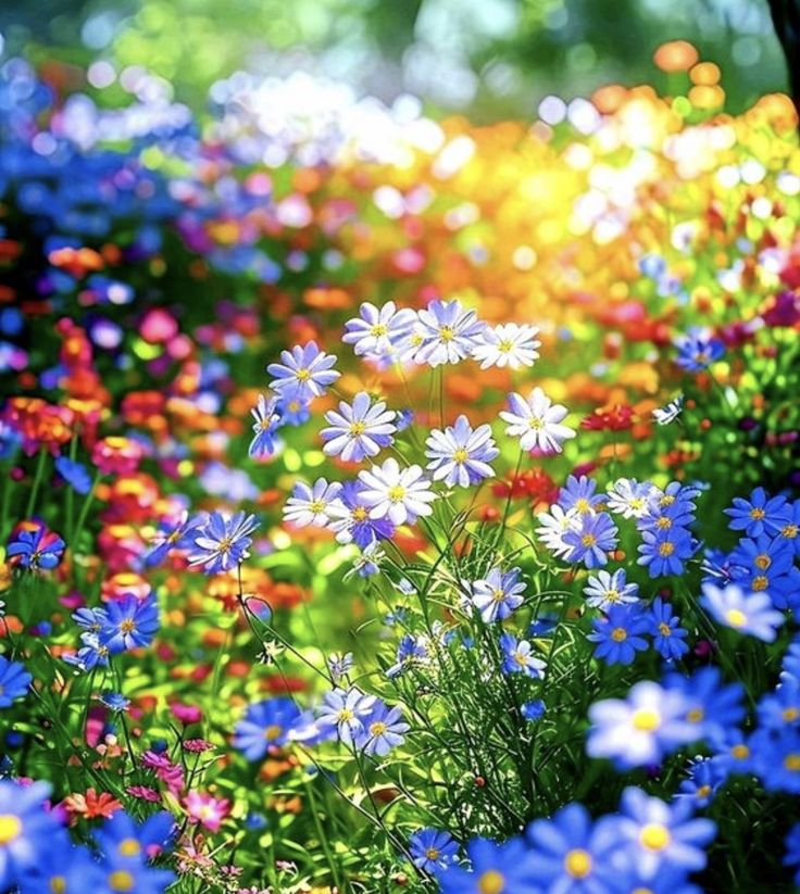 Allied international education system (@emmanature12) on Twitter photo 