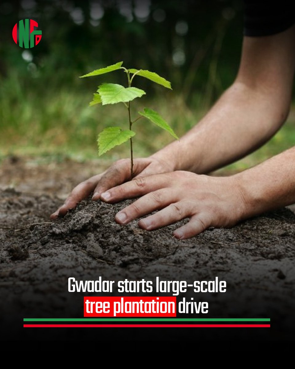 Infodor_pk's tweet image. Gwadar Development Authority has launched a spring tree plantation drive, aiming to plant around 2,000 saplings across key areas of the city to promote a greener environment.
#Gwadar #TreePlantation #GreenPakistan #ClimateAction #Environment #Sustainability