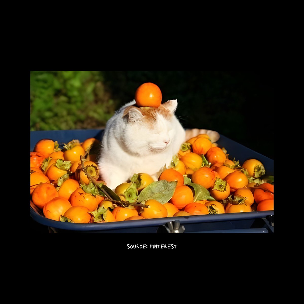 Lowell 🔞 tweet media