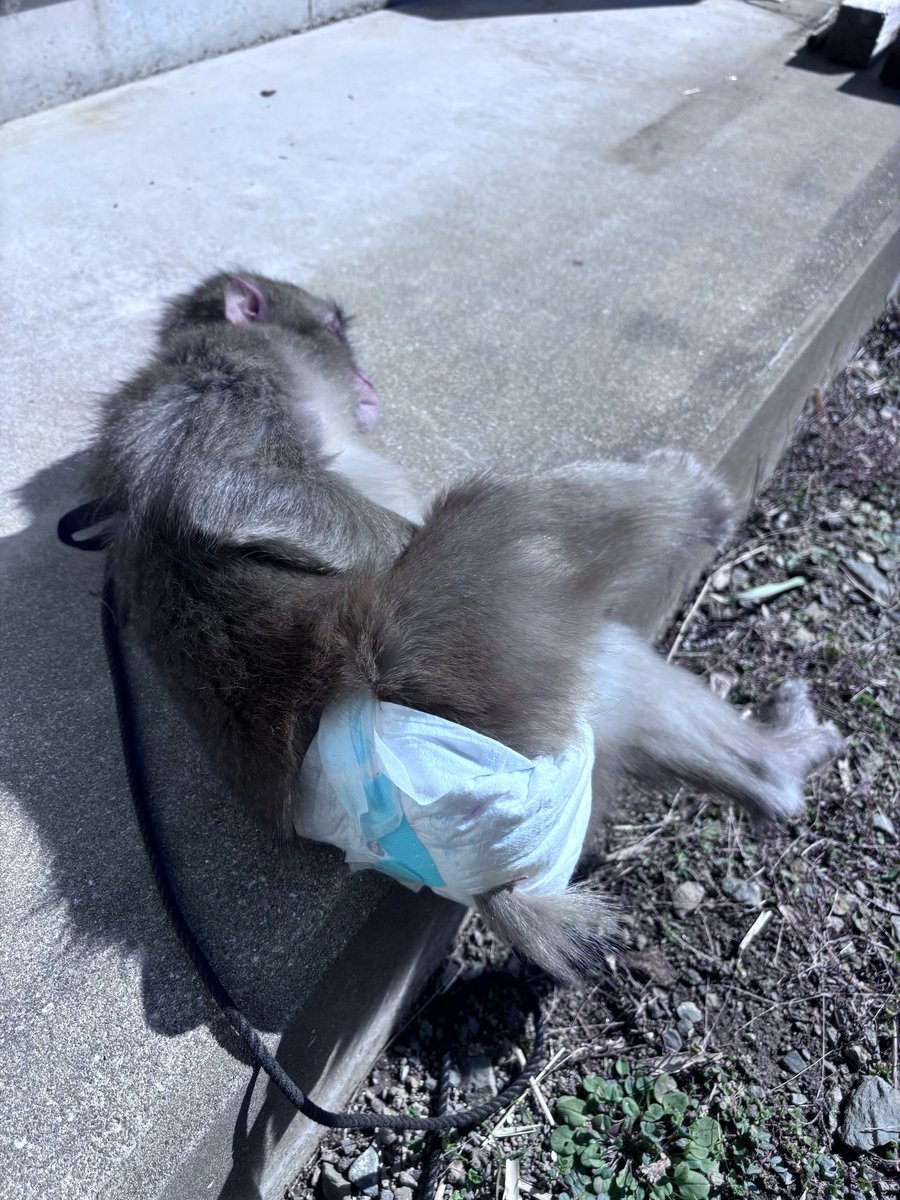 日向ぼっこ　Genくんバージョン☀️👀

#猿まわし　#ニホンザル　#二助企画