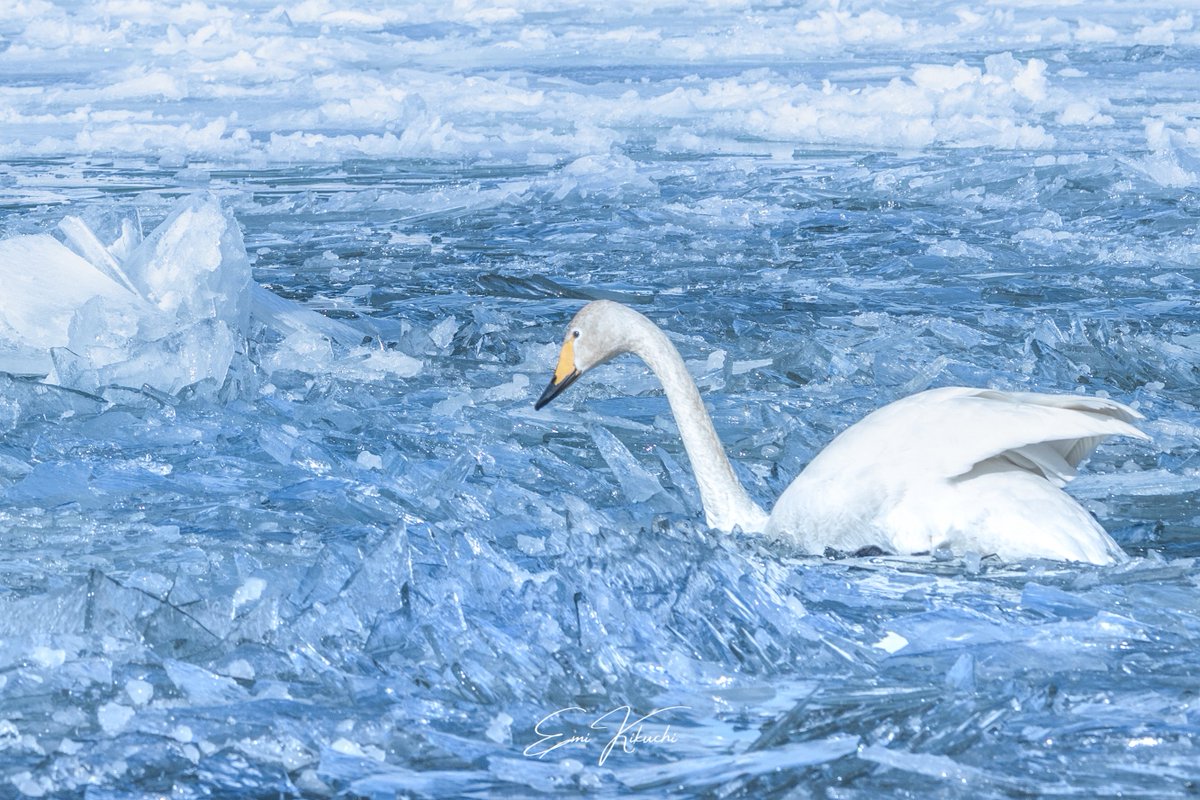 ここは日本最大のカルデラ湖。

シベリアから越冬の為に訪れている白鳥たちは一見とても優雅に見えるが、強風に耐えながら結氷した湖面で過ごす姿はとても過酷そうだった。
カモのつがいも、氷の上で踏ん張っているのに風で流されていた。

生きる姿は、いつも美しい。

#北海道 #弟子屈町 #屈斜路湖