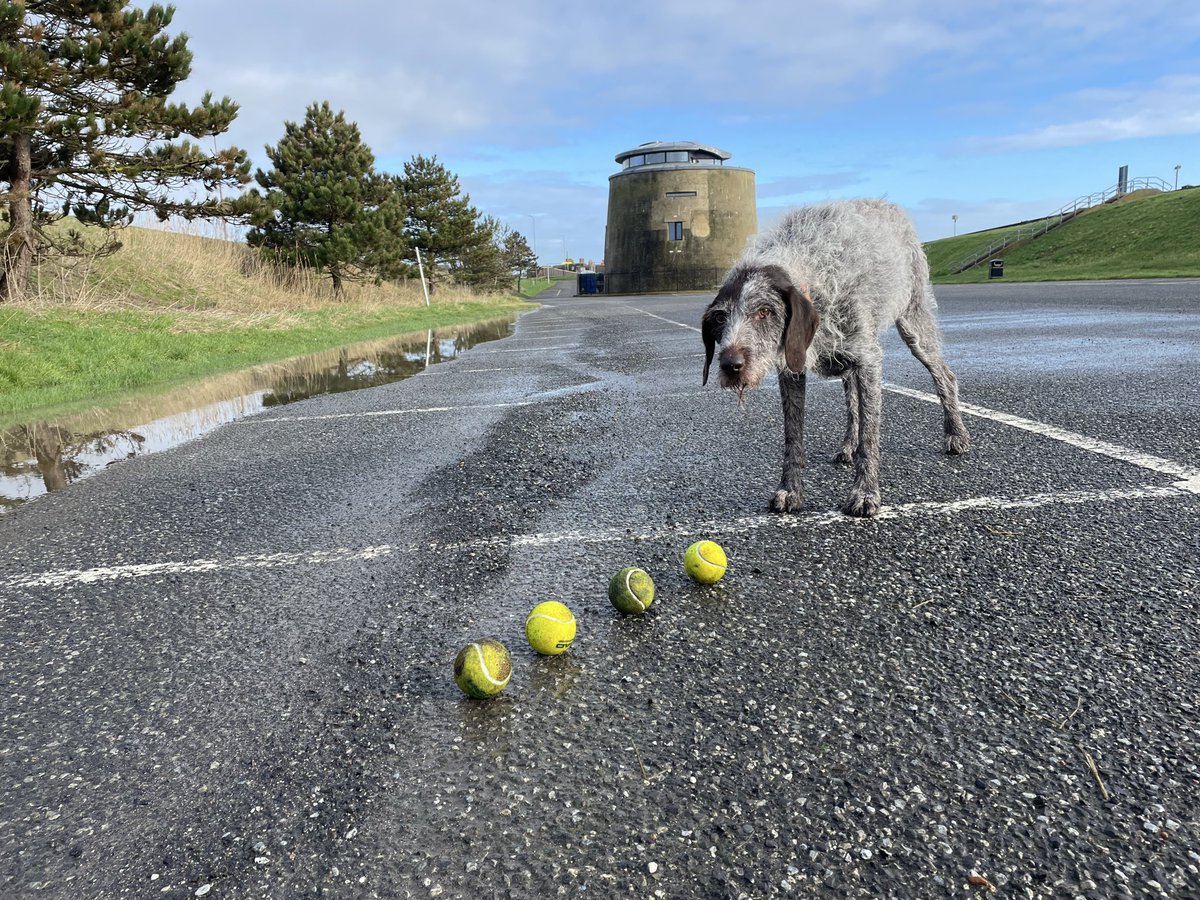 HayhurstBoo's tweet image. Today was like the lottery rollover #ball #treasure #love #dogsofinstagram #follow #dogsoftwitter