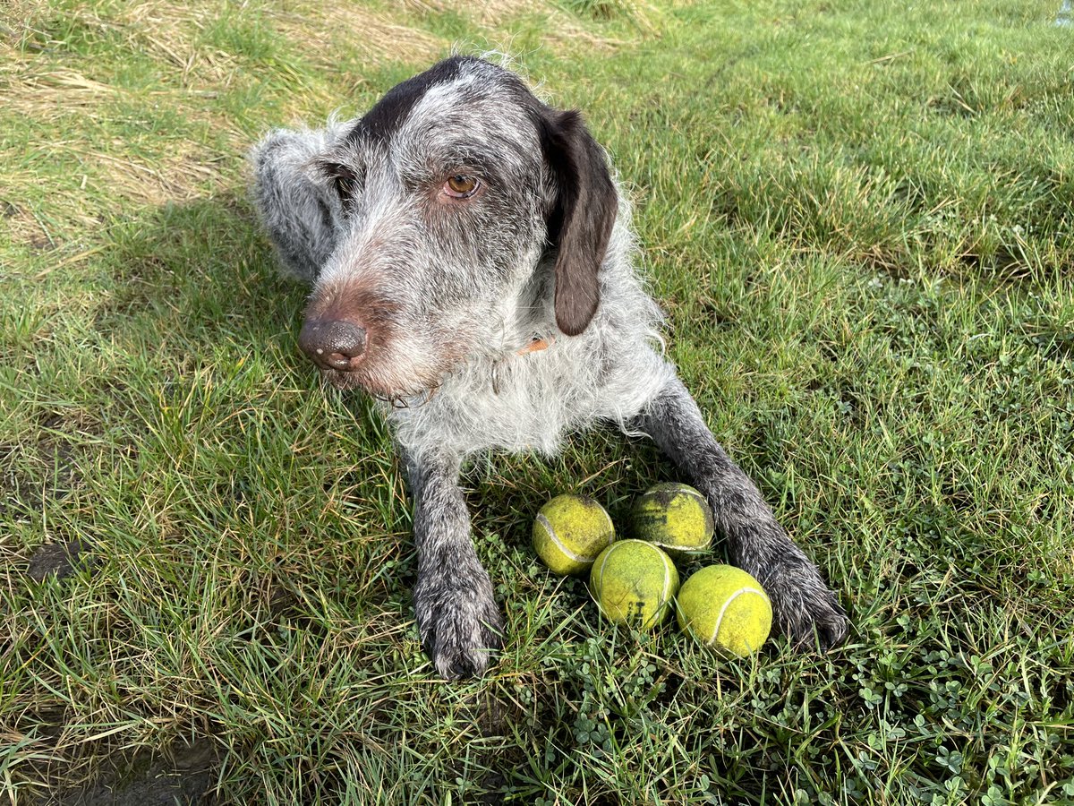 HayhurstBoo's tweet image. Today was like the lottery rollover #ball #treasure #love #dogsofinstagram #follow #dogsoftwitter