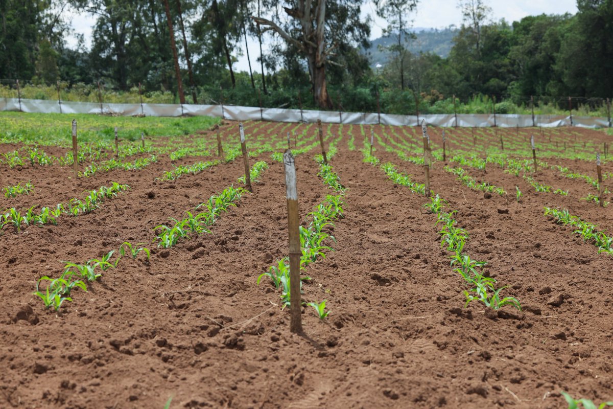 Rwanda Agriculture & Animal Resources Devpt Board tweet media