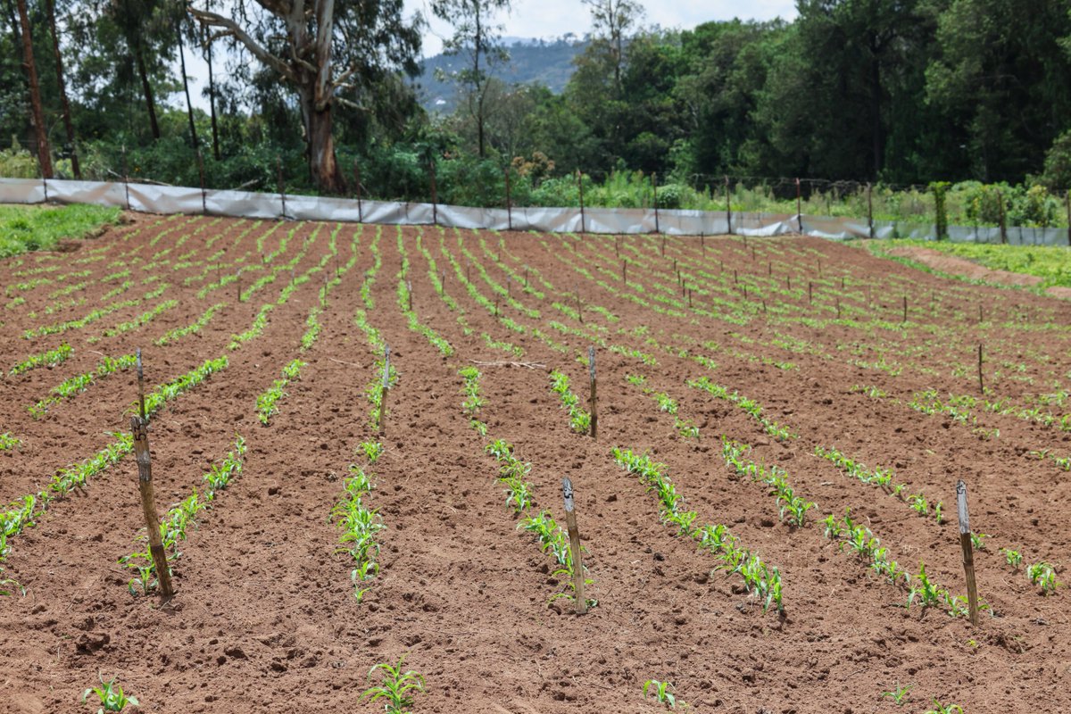 Rwanda Agriculture & Animal Resources Devpt Board tweet media