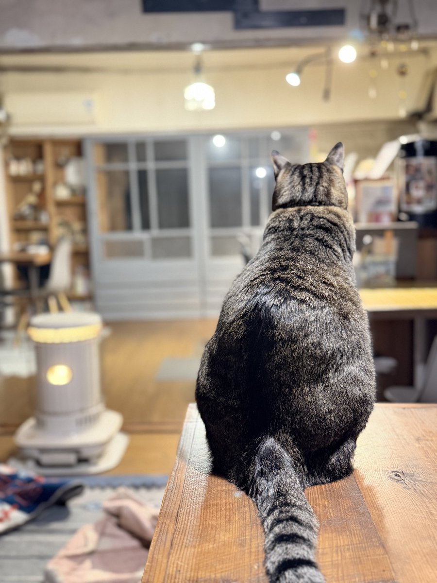 猫って
端っこ
好きですよね

←よつば🍀　コトブキ✨→