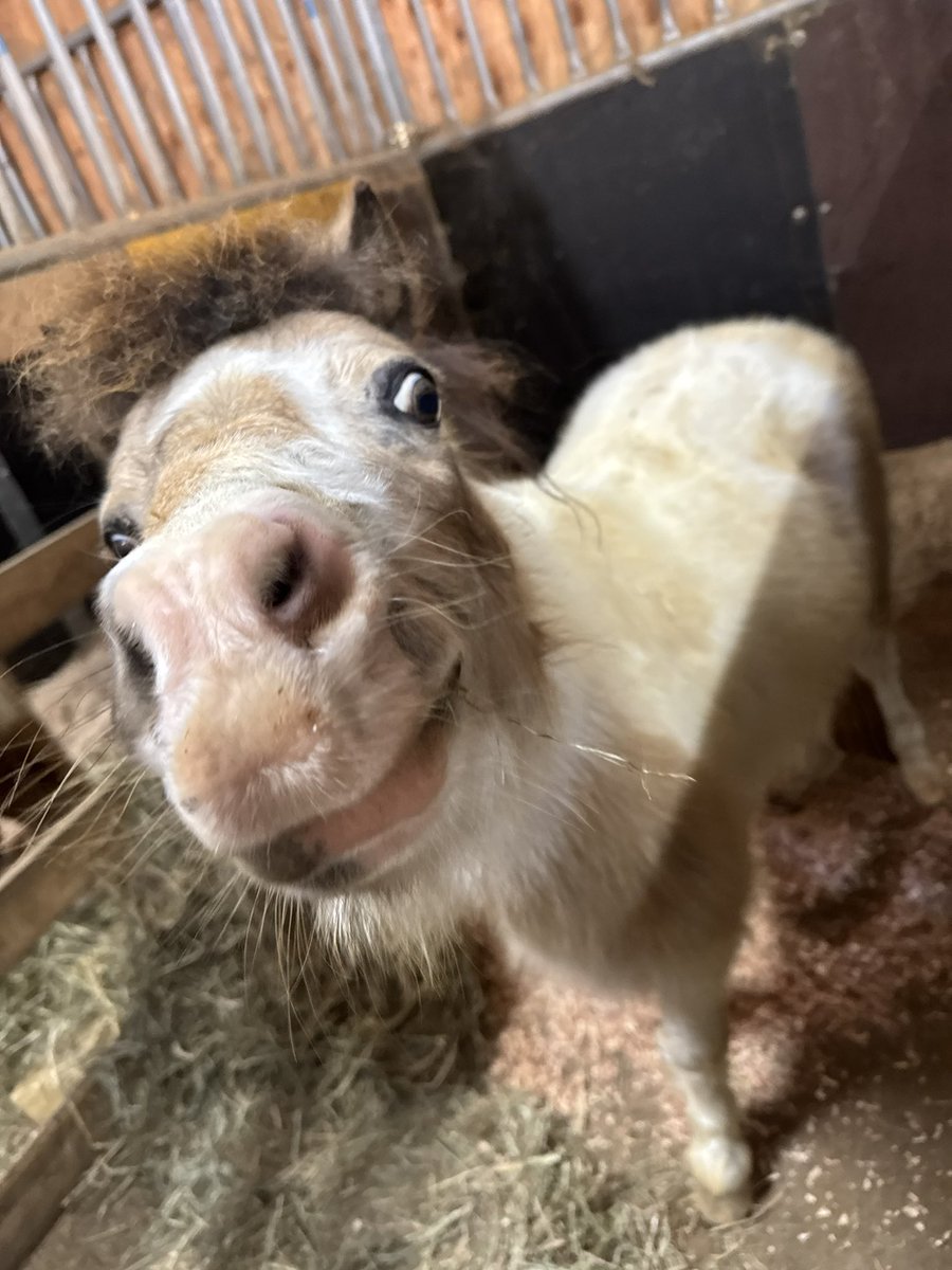 あんず (@anzu311) / Posts / X