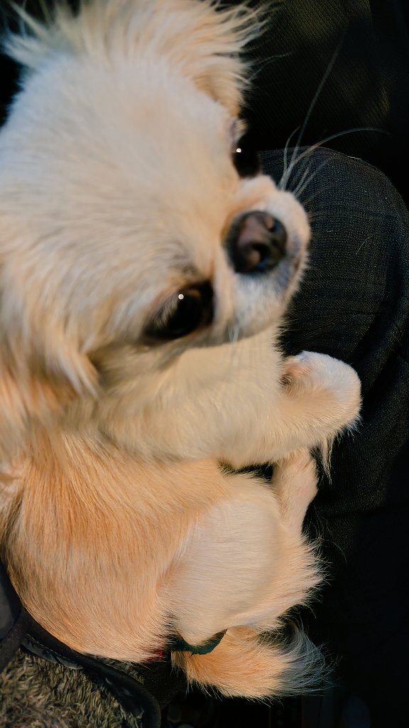 石川健一 tweet media