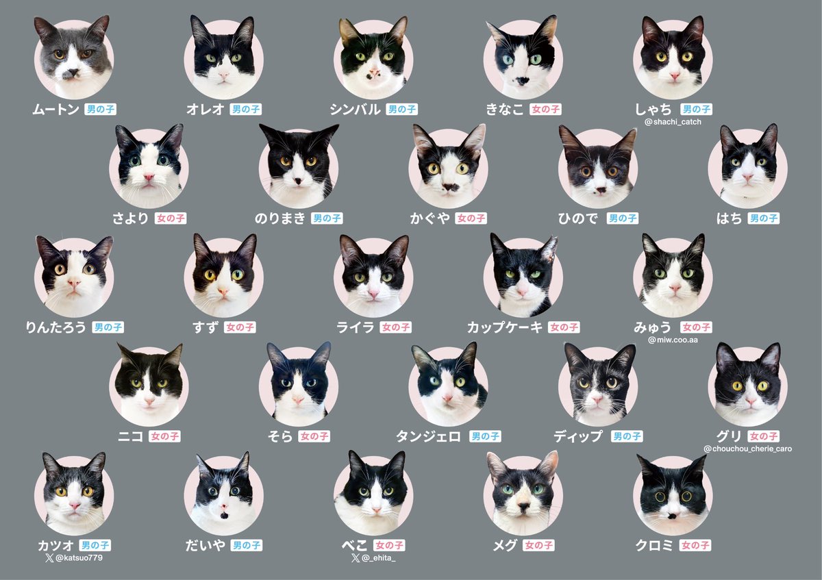 ハチワレあわせは4月に発売が決まりました。
先行予約の受付もスタートいたしましたのでご検討よろしくお願いいたします🐈‍⬛

wannyan-awase.stores.jp/items/69896c96…