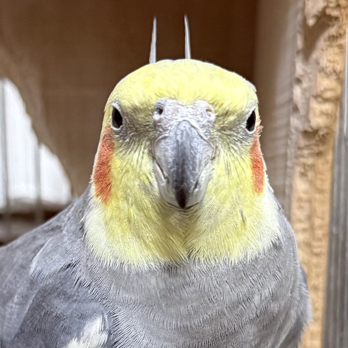 鳥はあなたを見ています