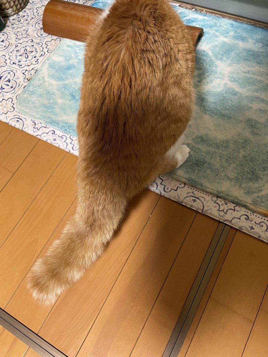 ご飯を食べてるとなぜか尻尾が太くなっちゃうニャー