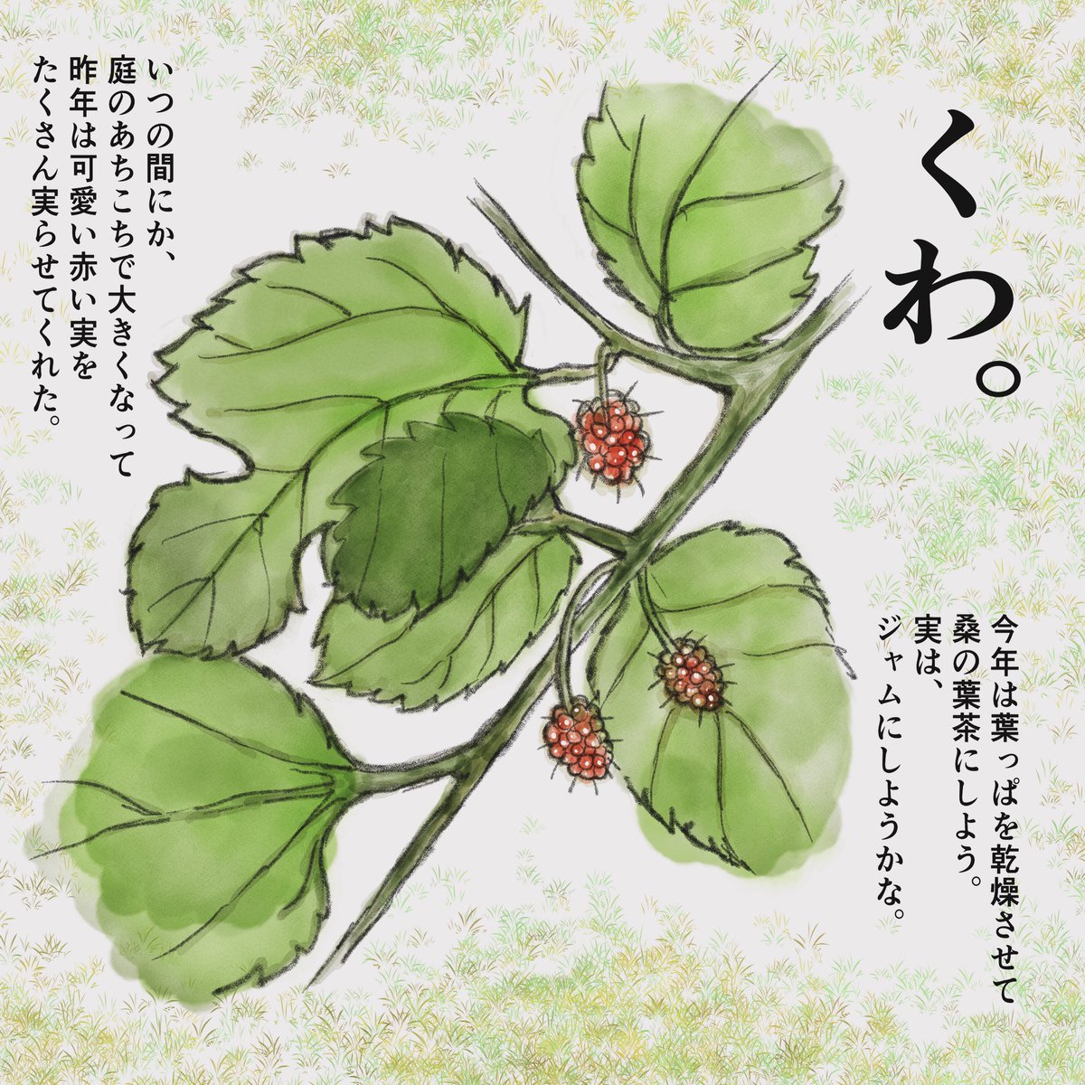 かわいい桑の実は、鎌倉では5月か6月頃に実る。漢方で利用されるのは、咳を鎮める「桑白皮（そうはくひ）」、血糖値や血圧を下げる「桑葉（そうよう）」、関節痛によい「桑枝（そうし）」、滋養強壮の「桑椹（そうじん）」など。五虎湯や清肺湯などに配合。