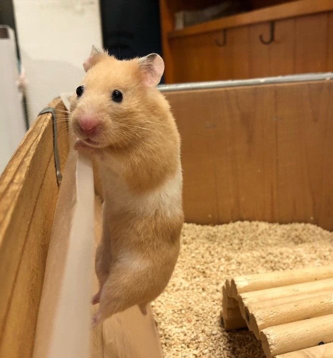 - ˕ •マ tweet media