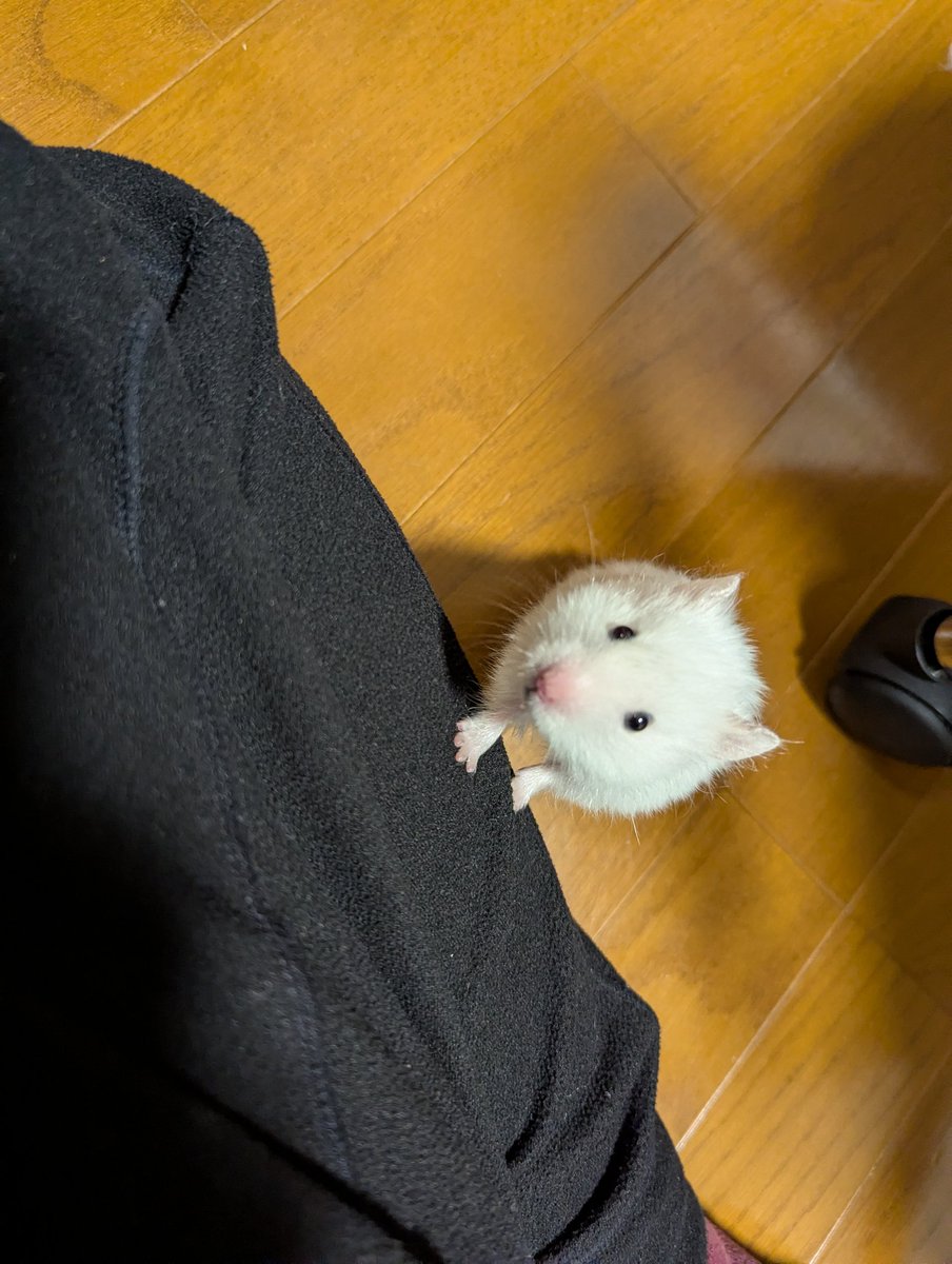 🐹「だっこ……❤」

しろたん……( *ˊᵕˋ* )💗キュン