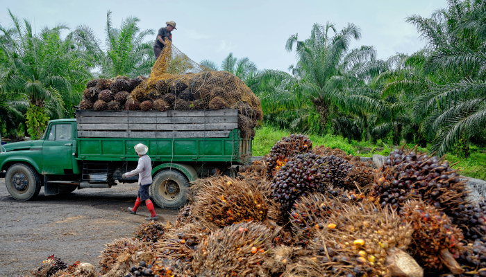 BusinessDayNg's tweet photo. Stakeholders across Nigeria’s oil palm, soybean and vegetable oil value chains have warned that a surge in imports, weak border enforcement and policy inconsistency are pushing the sector toward crisis, threatening billions of dollars in investment and millions of rural jobs.

https://t.co/qagtjZ9Jjb
