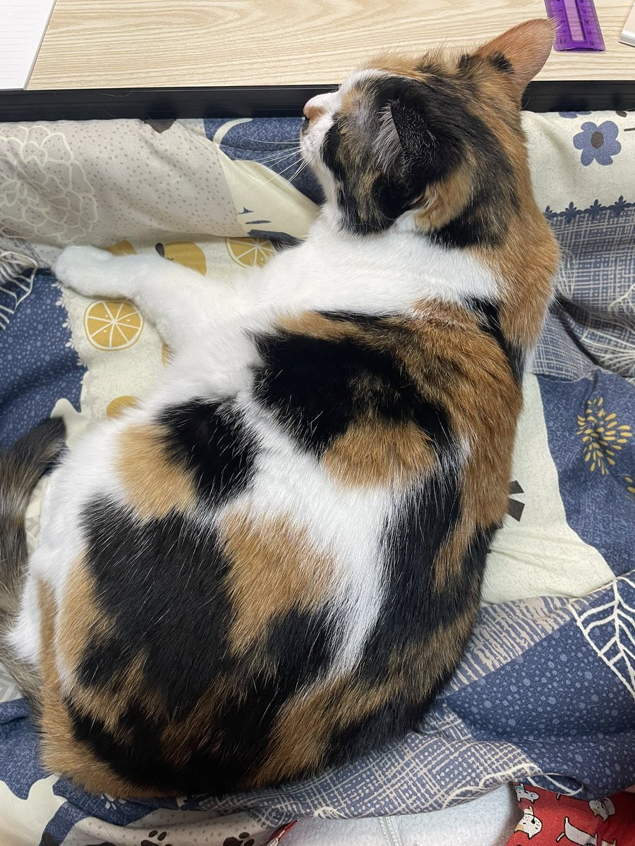 かわい子ちゃん😺
移動してきた🩷