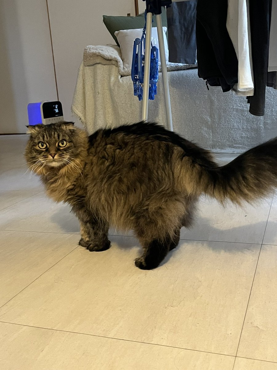 putiponalove's tweet photo. ぽしゃん、 https://t.co/pF4o3deTzk