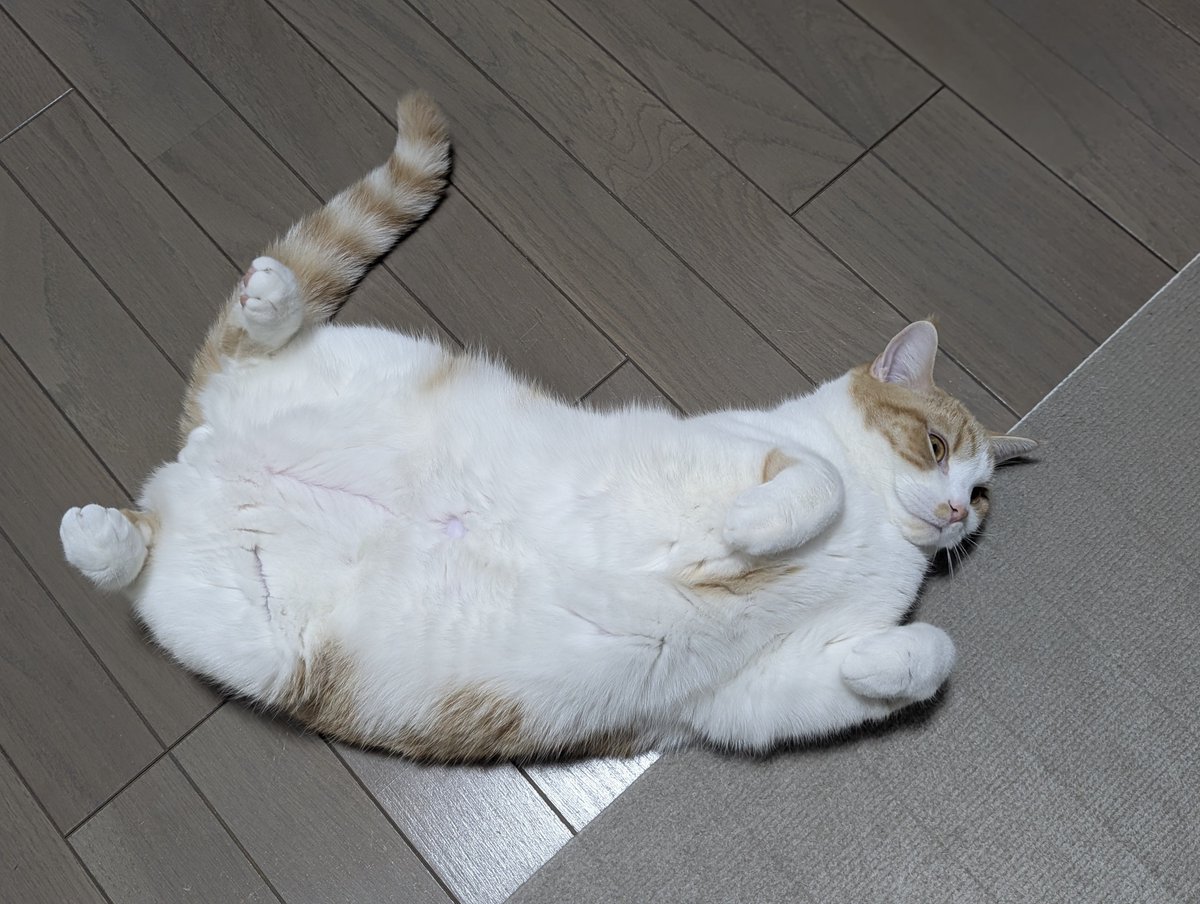 ともりん( ´ω`)つ🇯🇵 (@tomorin76) / Posts / X