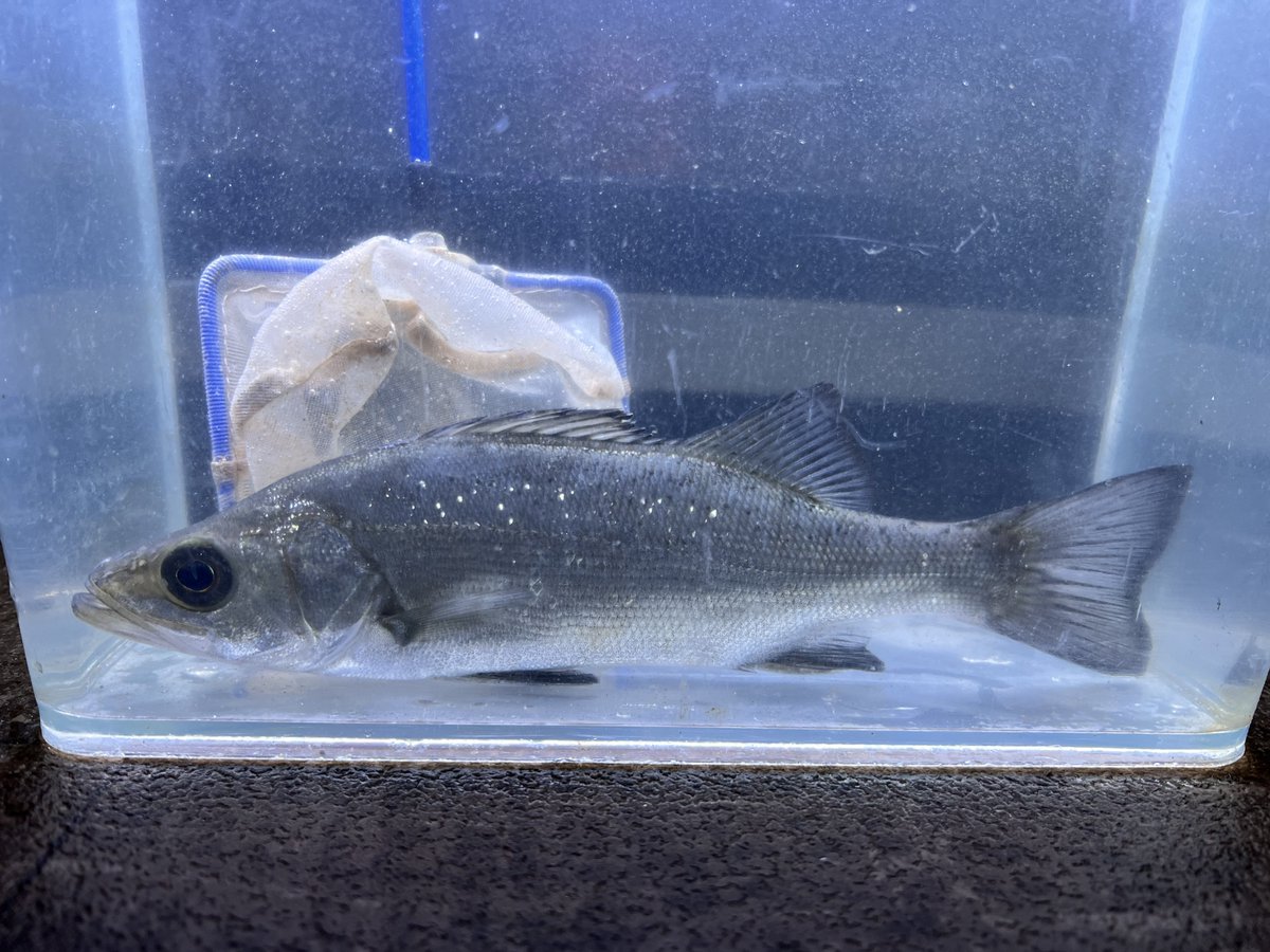 チャリに発泡を積めるようになったので無敵
これは…ヒラスズキかしら、最高ですね