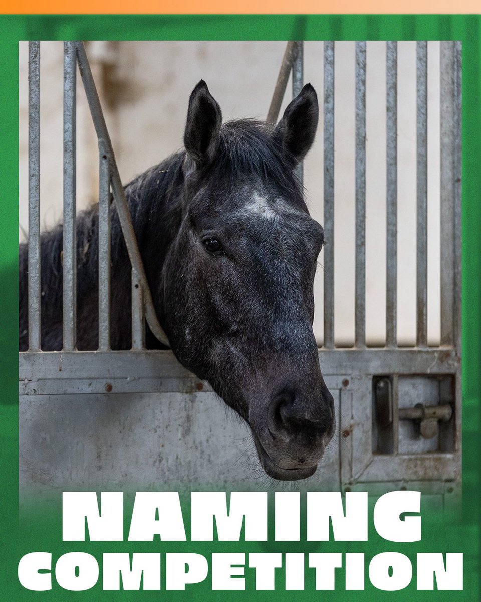 Tim Easterby Racing tweet media