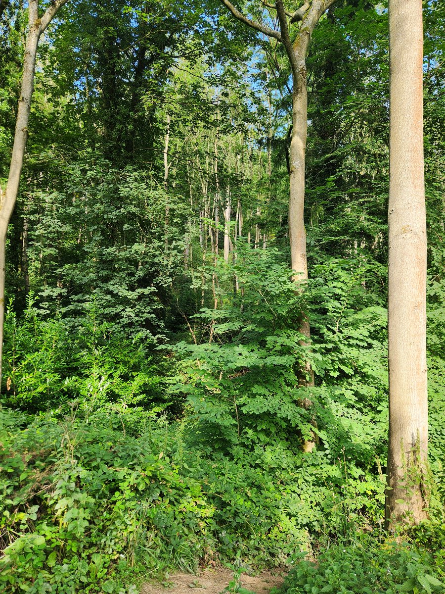 treemissions's tweet image. 🌳 Plant a tree, save the planet! Did you know one tree can absorb 48 lbs of CO2 yearly, produce enough O2 for 4 people, and cool the air like 10 AC units? Join the green revolution! 🌍 #PlantATree #SaveEarth