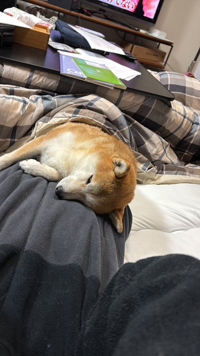 勉強しようとしたらこれ