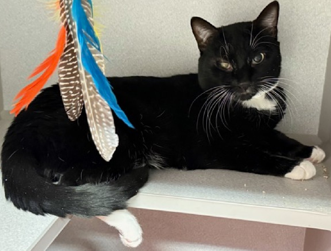 JLthekid9999's tweet photo. ππ CARLOS (ID 244072), 3 YO, MALEβ IN MANHATTAN ACC - came into the shelter as an aco - owner surrender on 12/22/2025, with the surrender reason stated as person circumstance- hoarding situation. ππ πΏ πΏ πΏ πΏ
β‘οΈTBD 2/14/26
β‘οΈ TOO LOW ON PLEDGES TO STIMULATE RESCUE INTEREST
β‘οΈππ 4TH Chance on Emergency Placement List β BEYOND URGENT - NO ROOM IN SHELTER β WILL NOT BE GIVEN MUCH MORE TIME β VERY HIGH EU/SILENT KILL RISK β ππ π±π₯π₯π±
β‘οΈ 52 DAYS IN SHELTER β TOO LONG β TIME IS RUNNING OUT
β‘οΈ CARLOS IS ON THE EPL FOR BEHAVIORAL REASONS - He is not thriving in the care center and is declining in the Adoptions room. He initially displayed fearful body language and spent his time hiding; then, he warmed up to attention and allowed petting on the head, cheek, and body; however, he is now displaying signs of fearfulness again by hissing or retreating during interactions. βDeclining in the Adoptions Room means that the cat will be given very little time for rescue/foster/adoption. π₯π₯π₯π₯
A volunteer writes: Shy Carlos came to the Care Center a few days before Christmas. Like so many other new arrivals, he's doing his best to adjust to the unfamiliar environment, hanging back shyly and mostly keeping to himself. When team members come by to make friends, he's tolerant and curious, even allowing some pettings. But this tuxie baby is still dealing with the change in his living situation, so we're taking a go-slow approach to help him decompress and feel safe. We don't know much about Carlos' backstory; he came from a home with other cats, so he does have experience getting on with humans and felines alike. If you're a potential pet parent looking to lend a helping hand to a hesitant cat who could use a little love and support to blossom, then Carlos might be the guy you've been looking for. Meet him at the Care Center today! Carlos tolerates attention and petting but appears fearful or stressed in the shelter. He may be a little more independent, and may need time to warm up to his new home. β€οΈ π»β€οΈ π»β€οΈ π»
NEEDS OUT OF SHELTER ASAP β
Please RT or pledge, if you can, to save this little one.
@AdamsPaulGrimke
@mehser12
ππΏπThank you