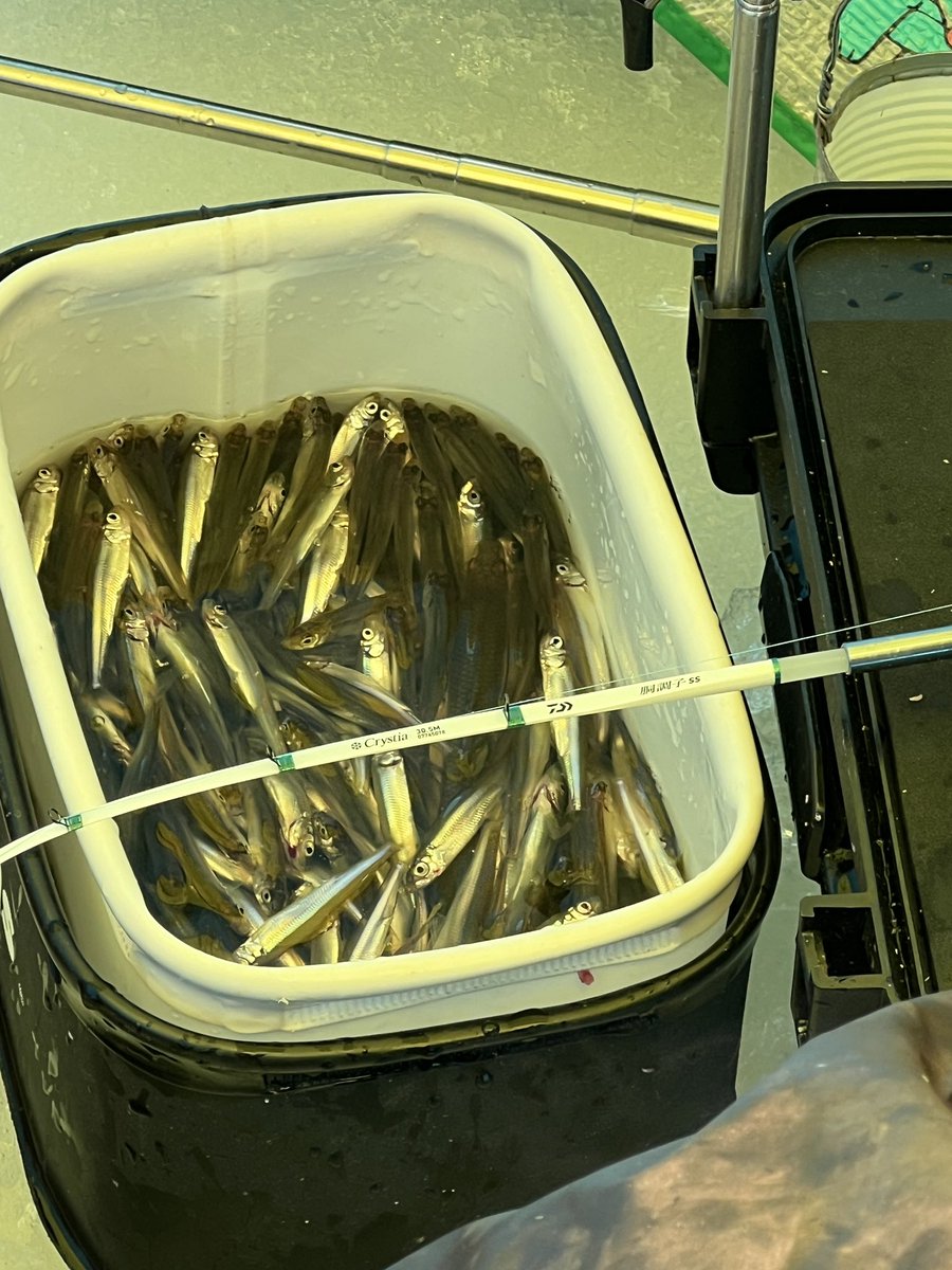 toroko_106's tweet photo. 2/12塘路湖ワカサギ釣���釣果情報🎣林道側数十匹〜300匹、境界線南側数十匹〜500匹、元村ハウスぱる側数十匹〜150匹。#塘路湖 #塘路湖ワカサギ釣り #ワカサギ釣り https://t.co/RClYN1MPny