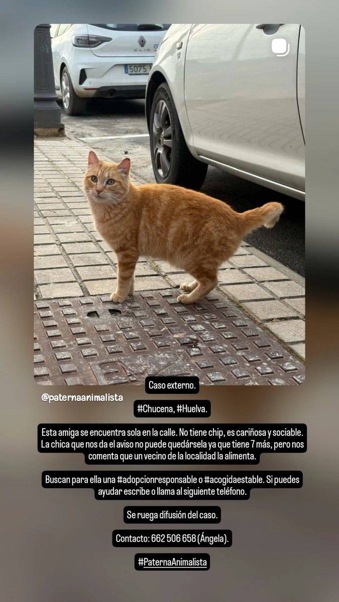 Caso externo. 

#Chucena, #Huelva.

En la calle. Busca #adopcionresponsable o #acogidaestable. Toda la información en la imagen. Se ruega difusión. 

#PaternaAnimalista