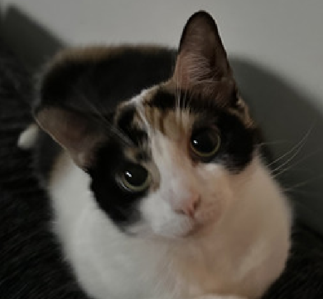 JLthekid9999's tweet photo. 🆘🆘 COOKIE (ID 244514), 5 YO,  FEMALE–  IN MANHATTAN ACC - came into the shelter as an owner surrender on 1/21/2026, with the surrender reason stated as person health - allergies.    🆘🆘 😿 😿 😿 😿

➡️TBD 2/14/26

➡️ NEW HOPE PARTNER RESCUE ONLY

➡️ TOO LOW ON PLEDGES TO STIMULATE RESCUE INTEREST

➡️ 🆘🆘  2ND Chance on Emergency Placement List – VERY URGENT – 🆘🆘 😱🔥🔥😱

➡️ 23 DAYS IN SHELTER – TOO LONG – TIME IS RUNNING OUT

➡️ COOKIE IS ON THE EPL FOR BEHAVIORAL REASONS -She is not thriving in the care center and continues to display distance-increasing behavior when approached for interactions. She has not warmed up despite staff using treats to build a positive association.  This designation often means that the cat will be given very little time for rescue/foster/adoption. 🔥🔥🔥🔥

Cookie is displaying behaviors that preclude placement in the adoptions room and/or may require further investigation before placement in a home. She has tried to swat and scratch is extremely fearful in the shelter environment and does not currently tolerate petting or handling. The behavior department feels that placement with a New Hope Partner is the best option at this time.  💔😿💔😿

NEEDS OUT OF SHELTER ASAP –

Please RT or pledge, if you can, to save this little one.

@AdamsPaulGrimke

@mehser12

💔😿🙏Thank you