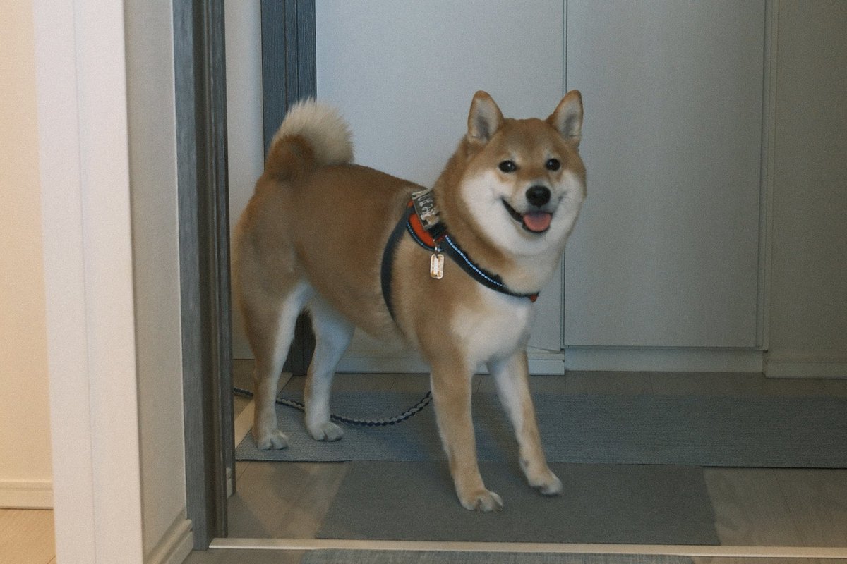 柴犬しばみ (@shibami_) / Posts / X