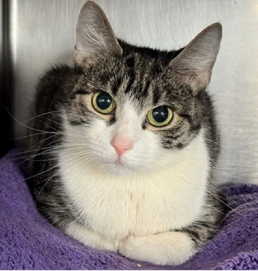 🆘🆘 OREO (ID 246389), 3 YO, FEMALE –  IN MANHATTAN ACC - came into the shelter as an  owner surrender on 1/27/2026, with the surrender reason stated as animal behavior - aggressive towards people.    🆘🆘 😿 😿 😿 😿

➡️TBD 2/14/26

➡️ NEW HOPE PARTNER RESCUE ONLY

➡️ MEDICAL