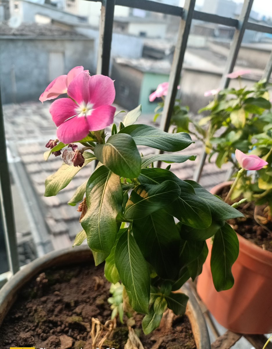 फूल खिले हैं तो दिल भी खिलेंगे ...!

 Good evening all friends