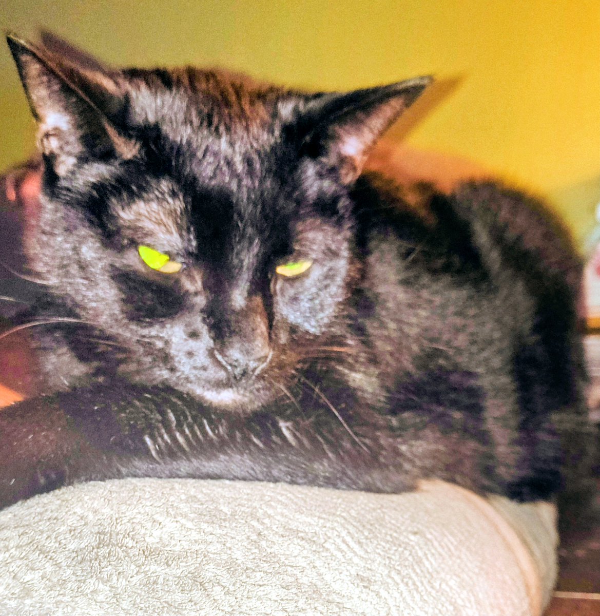 chow_cloud's tweet image. #voidkitty knows... Geraldine,Geraldine