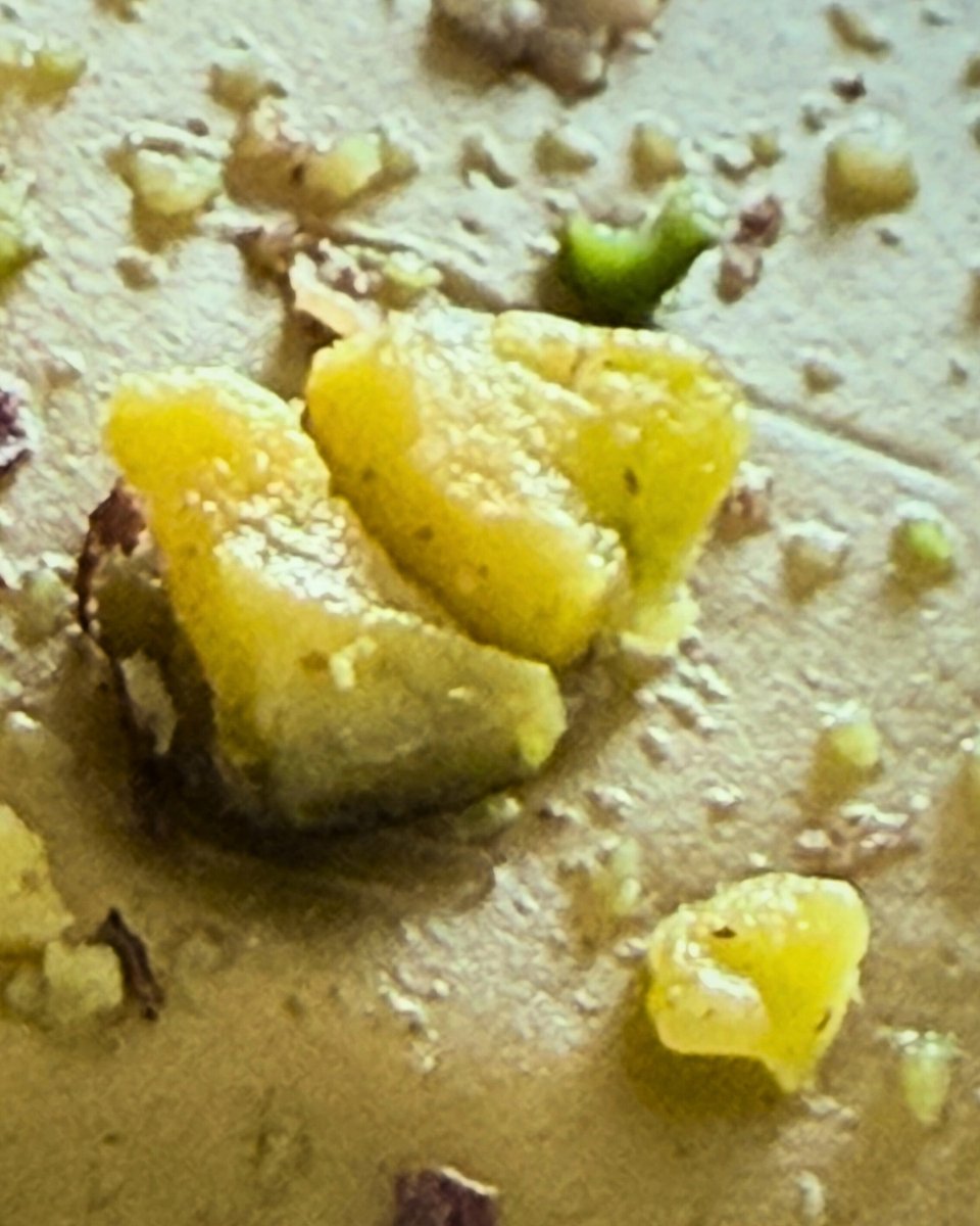 Chernobylite ☢️ tweet media